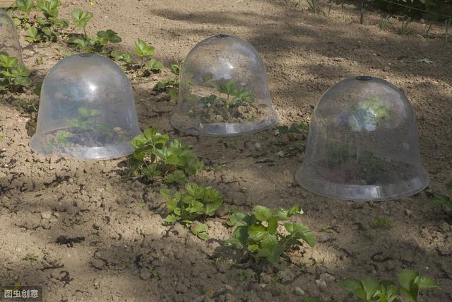 种植砂仁一亩投资多少钱,阳春砂仁种植技术最新发展动态