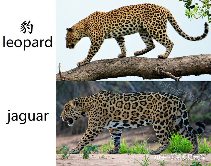 有哪些容易被认错的动物,容易被欺负的动物有哪些