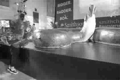 世界上最大的蟒蛇泰坦巨蟒森蚺,泰坦巨蟒的后代是如今的什么蟒蛇