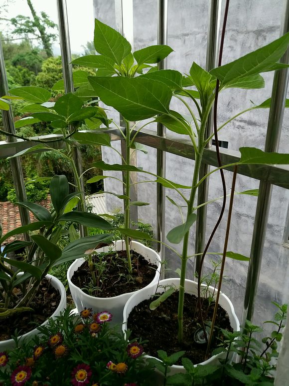 让向日葵快速盛开,盆栽向日葵长得又细又长怎么办