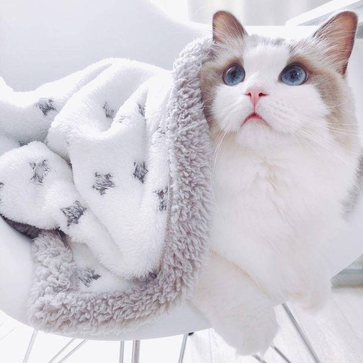 养猫需谨慎领养,养猫请慎重