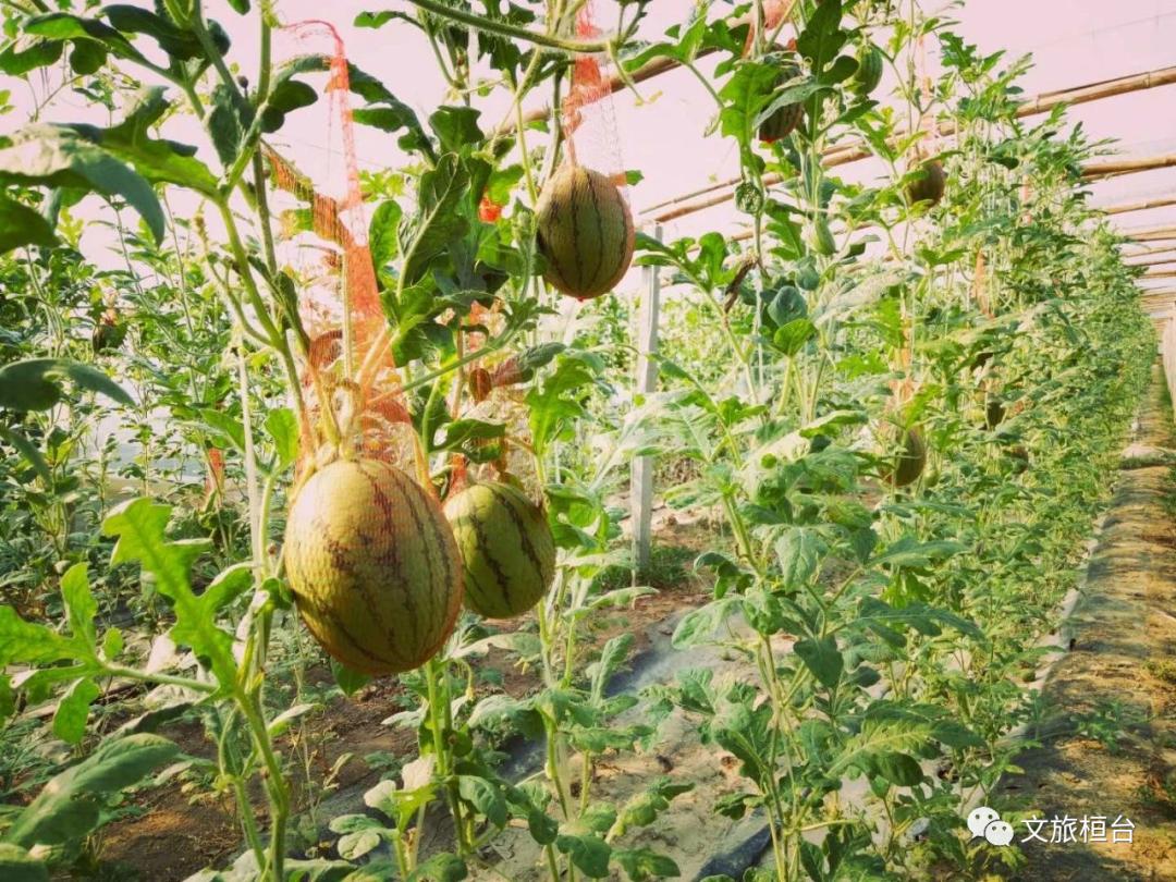 淄博免费领门票,淄博周边免票