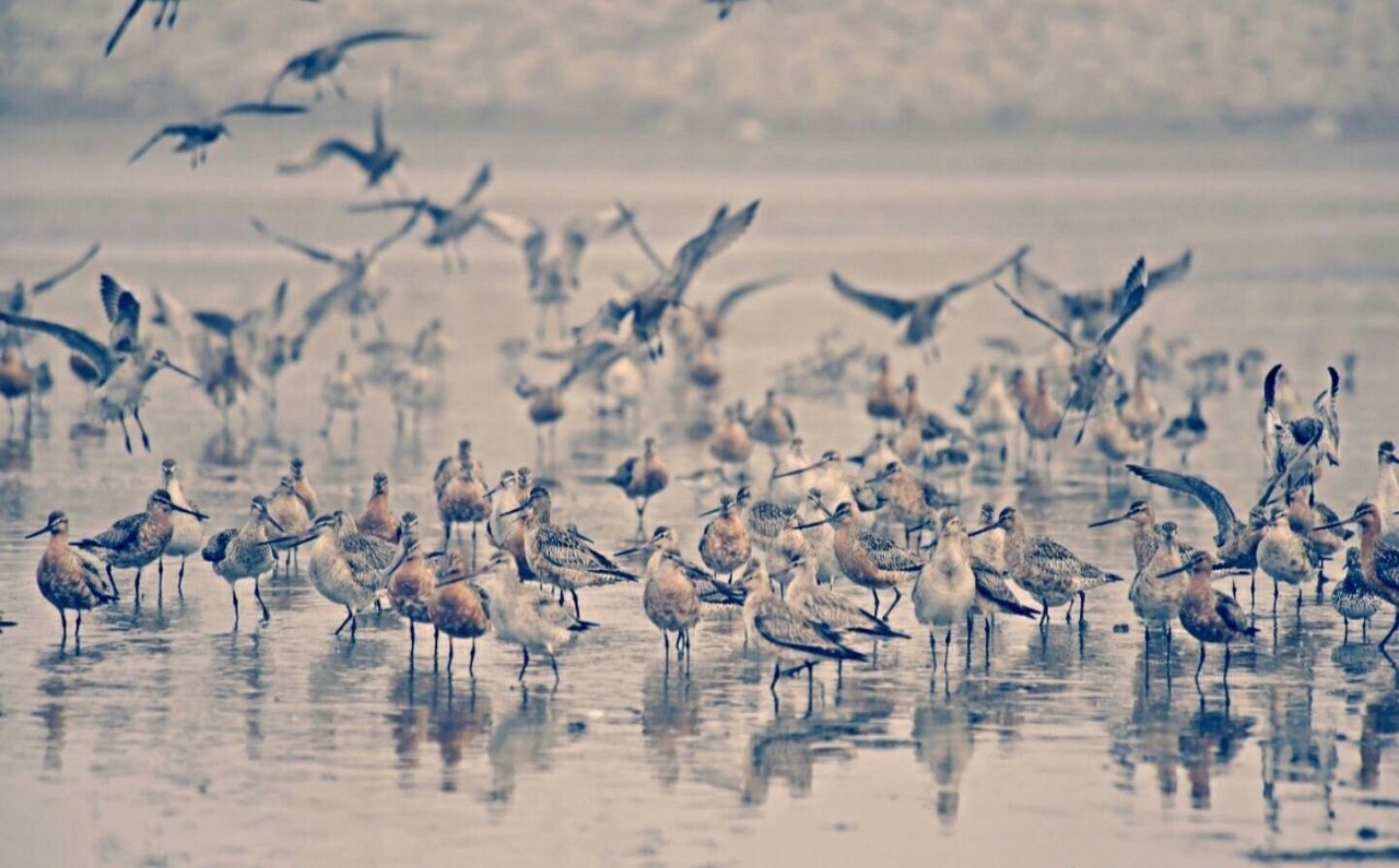 浠庡崡娴蜂箣婊ㄥ埌鍖楀浗闆師,浠庡崡鐤嗗埌鍖楃枂