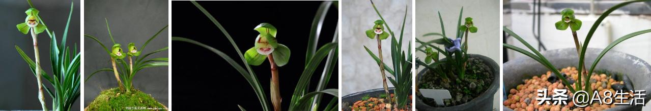 每日一品中国兰花春兰,每日一品完整视频