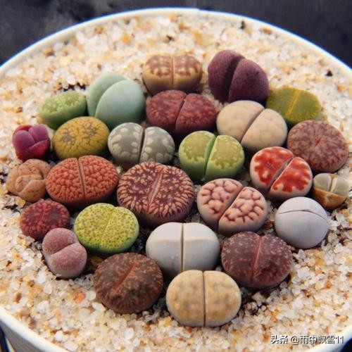 养多肉植物生石花,多肉植物生石花