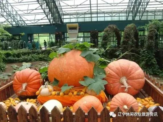 旅顺杏花村风景,旅顺杏花微雨醉春风