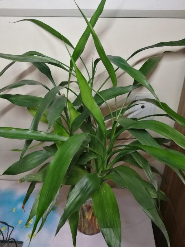 富贵竹叶片泛黄怎么救活,富贵竹叶片尖发黄怎么办