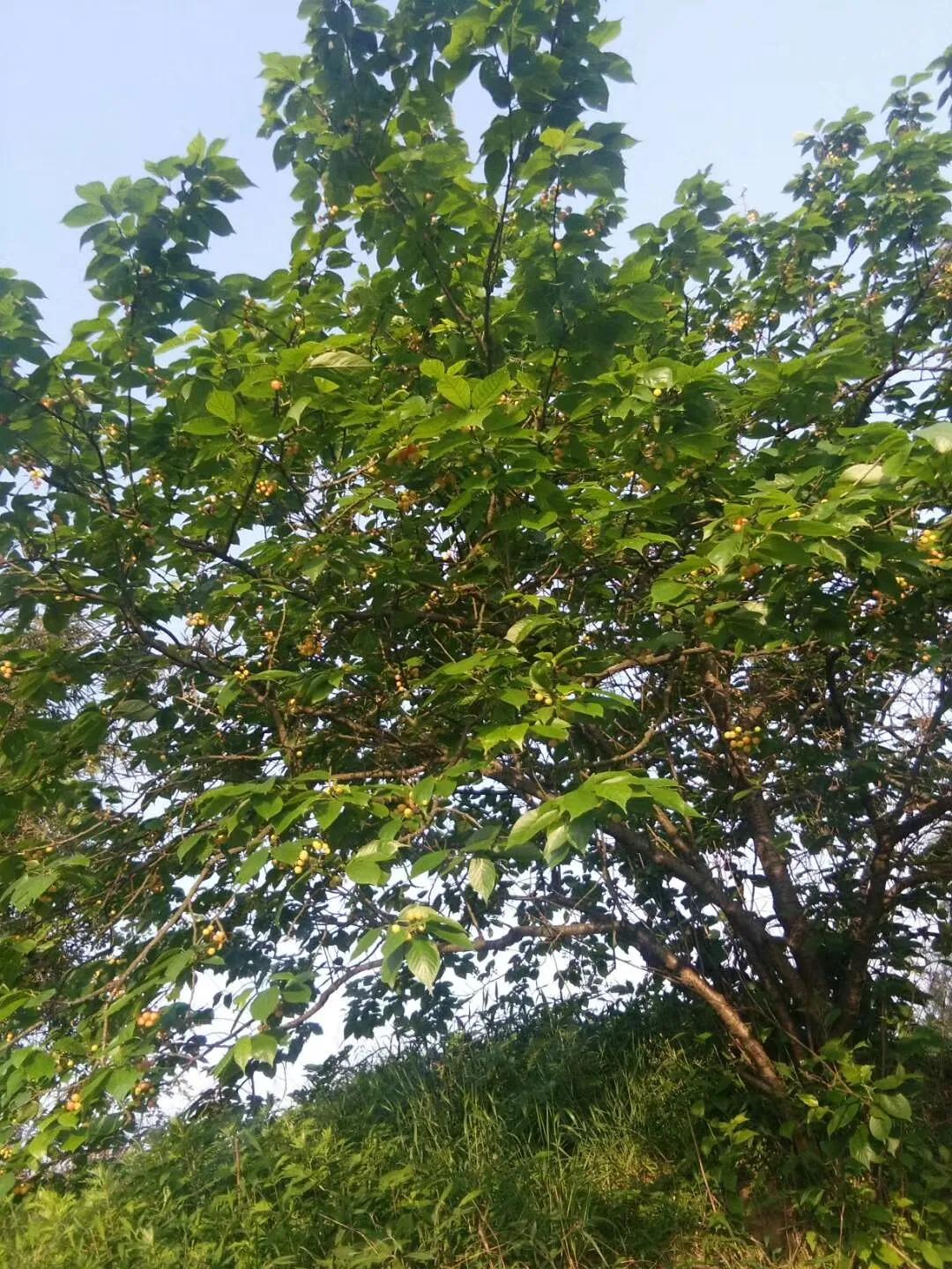 最真实的驾考感言,满满的回忆感言