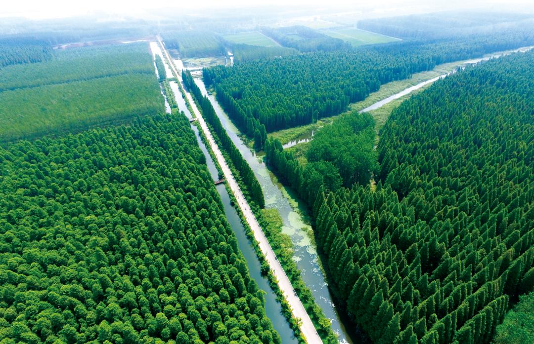 森氧之地，秋游必选！金湖万亩水上森林，真的别有趣味