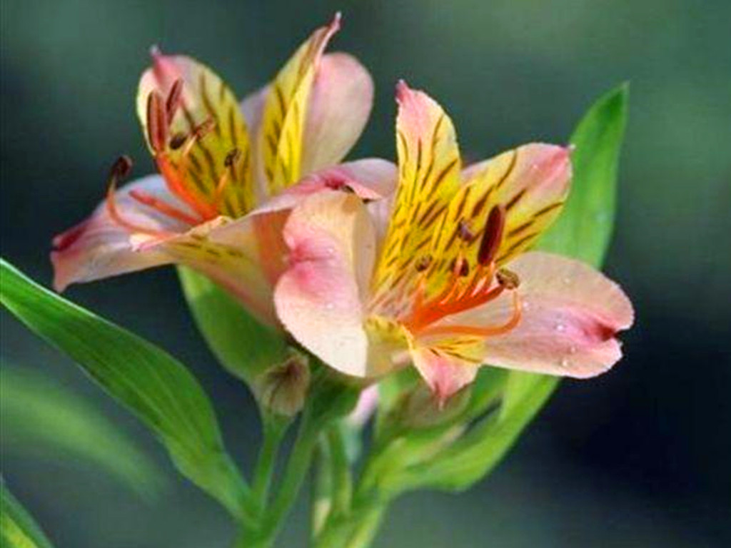 五种常见的球根花卉,哪些球根花卉会年年开花