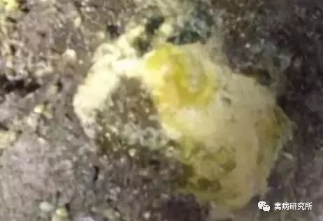 鸡一侧眼睛肿张嘴呼吸,鸡伸颈张嘴呼吸特效药