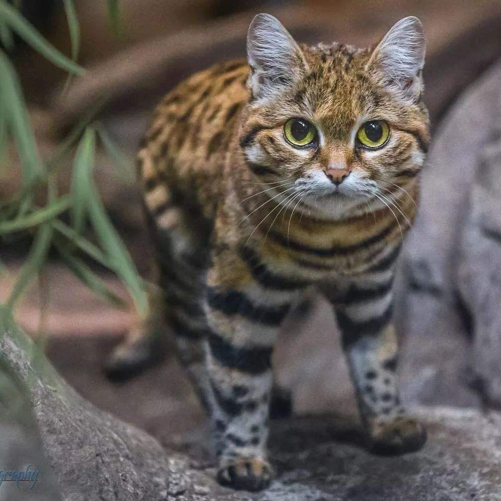 油爪猫是什么猫,油爪子猫