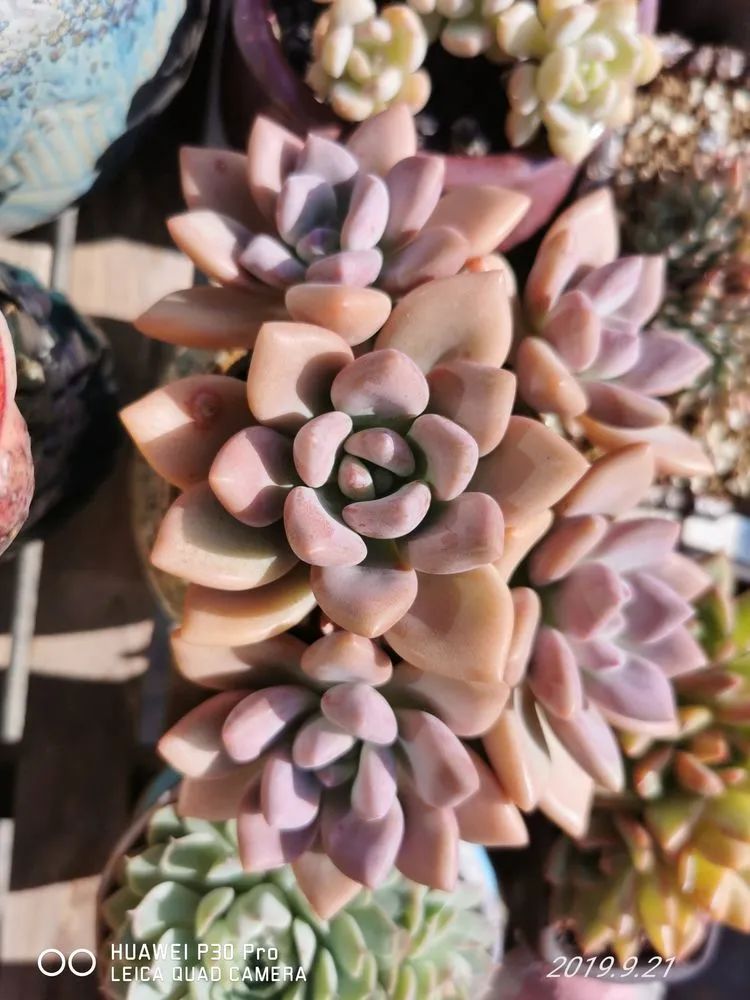 人生就像养多肉一样,人生如同养多肉时间不会怠慢