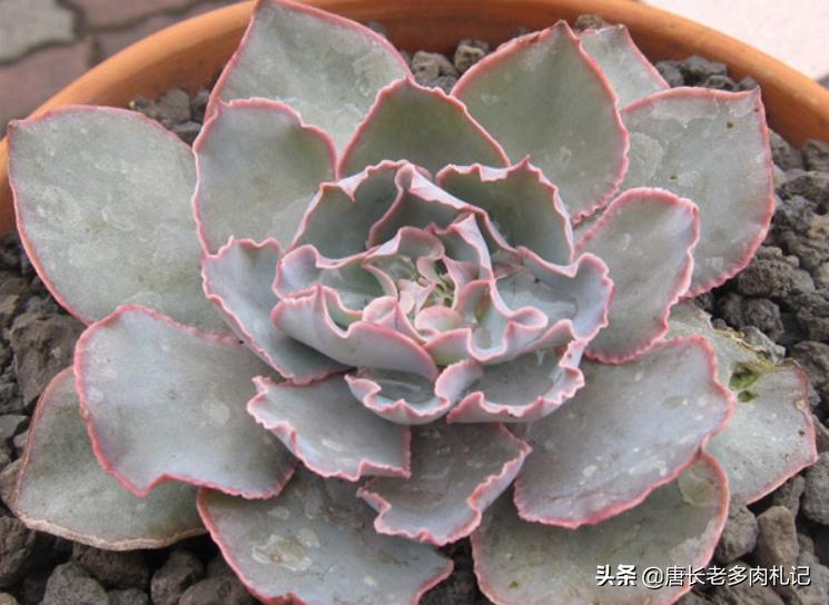 几款好看的厚叶型多肉,超大型多肉薄叶三仙广寒宫