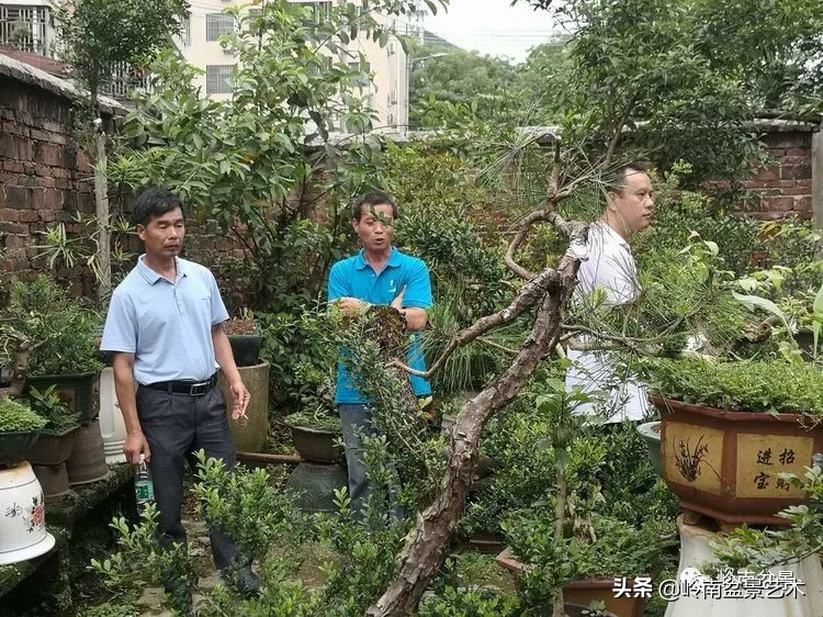 广东的盆景有哪些,适合广东玩的盆景