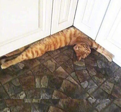 猫的本质是液体，不信看这里，萌化你