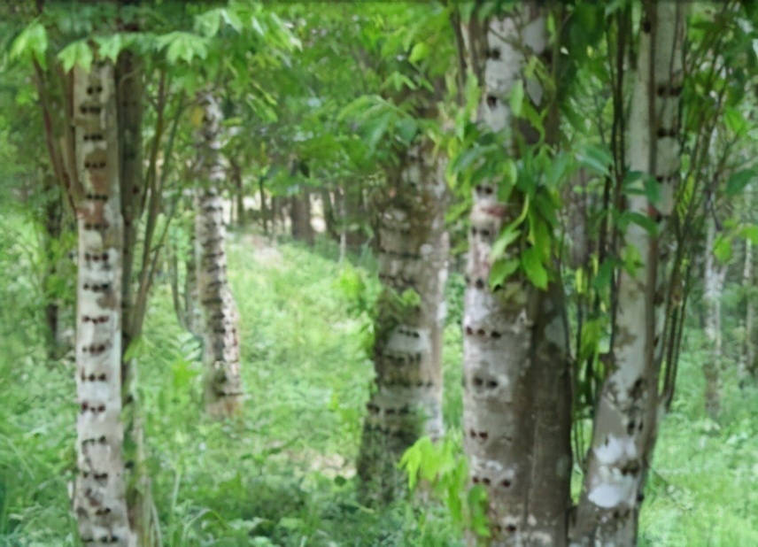 此物便是沉香树，牢记面貌，如若遇见，好好保护，实在太珍贵了