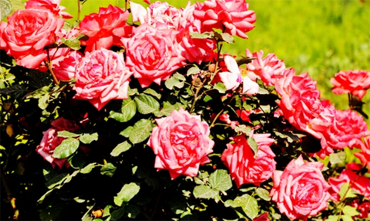 玫瑰花杆上长白斑点是什么原因,玫瑰花长斑点怎么办