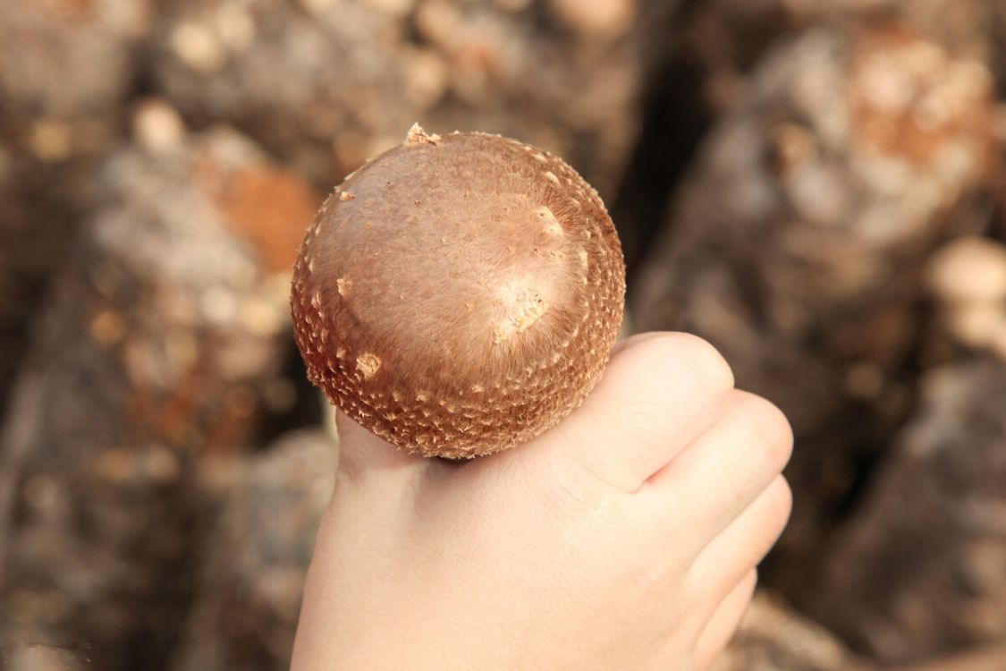 香菇买干的还是新鲜的划算 (香菇买新鲜的好还是干货的好)