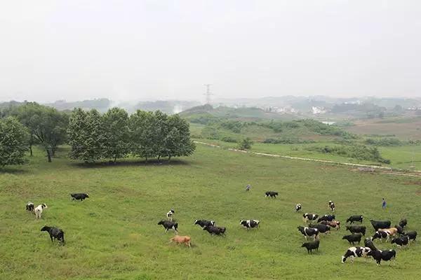 因它，江苏成上海农场，山东成上海矿区，安徽，竟成了上海监狱