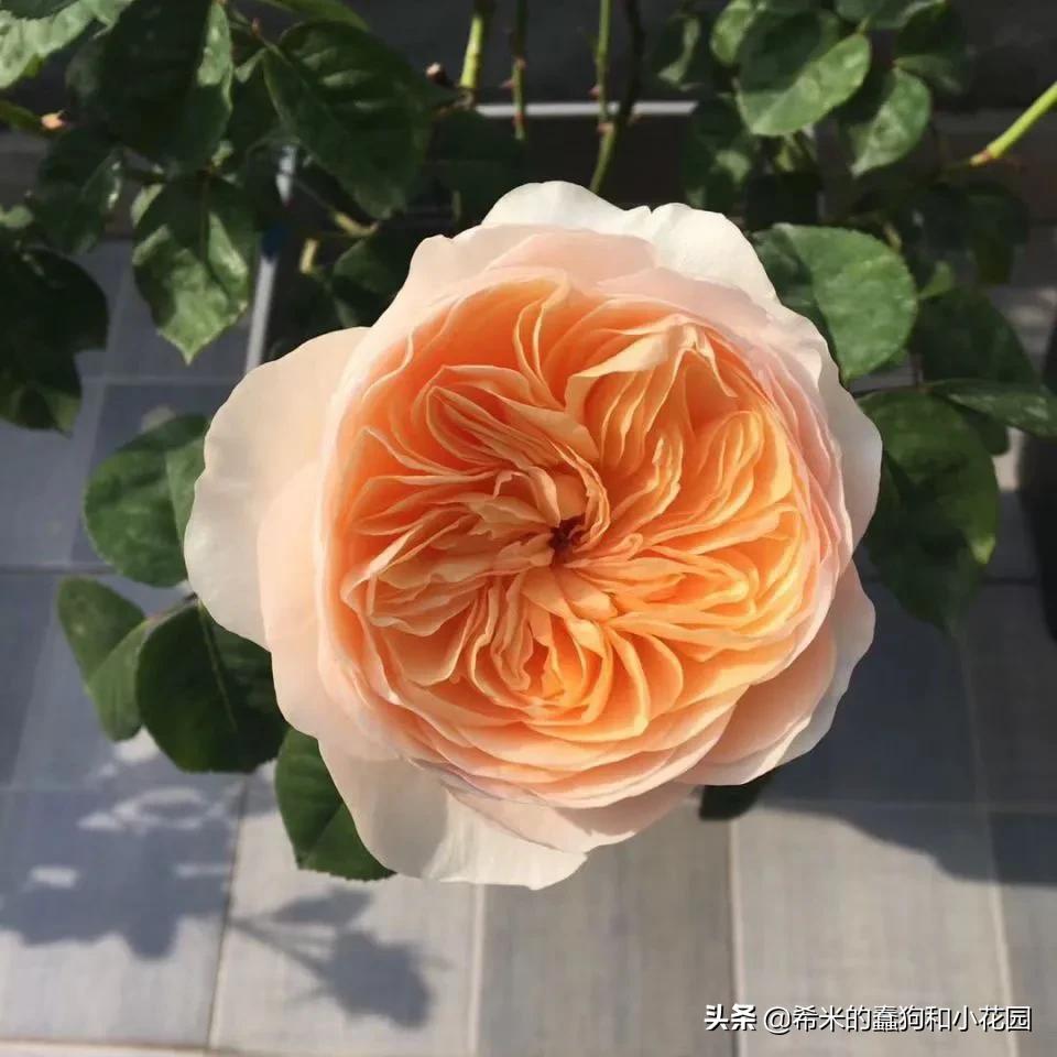 苦尽甘来栀子花,苦尽甘来推荐