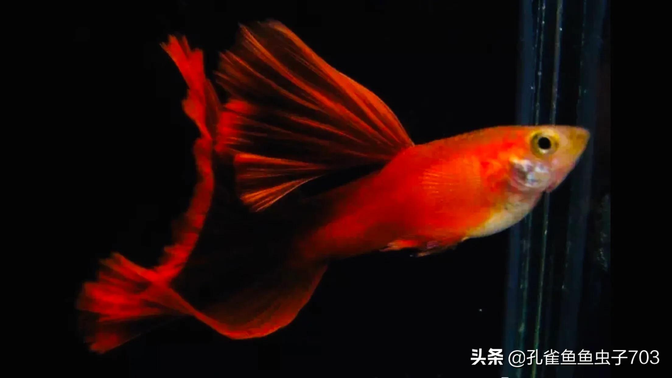 孔雀鱼剪尾的正确方法,孔雀鱼剪尾之后怎么恢复