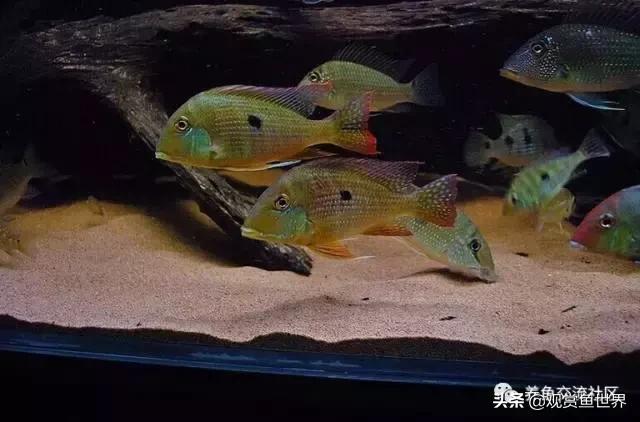 食土鲷一般多大尺寸,食土鲷哪个品种小一点