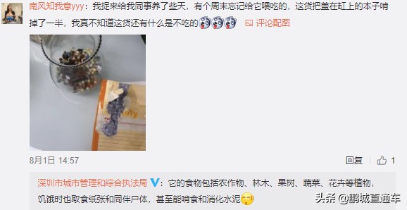 下雨过后路边为什么会出现蜗牛,深圳雨后出现非洲大蜗牛怎么处理