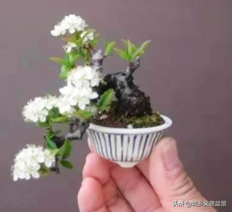 三十多年经验教你制作掌上树桩盆景，形态小巧，造型玲珑别致