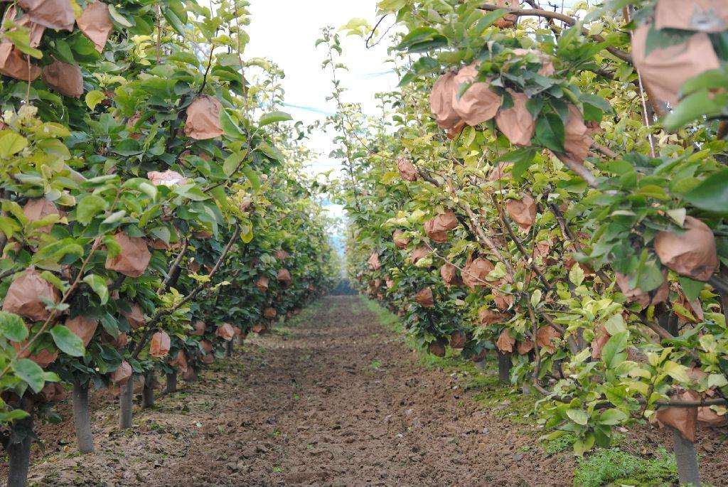 晚秋黄梨怎样才能高产,晚秋黄梨的春季管理方法