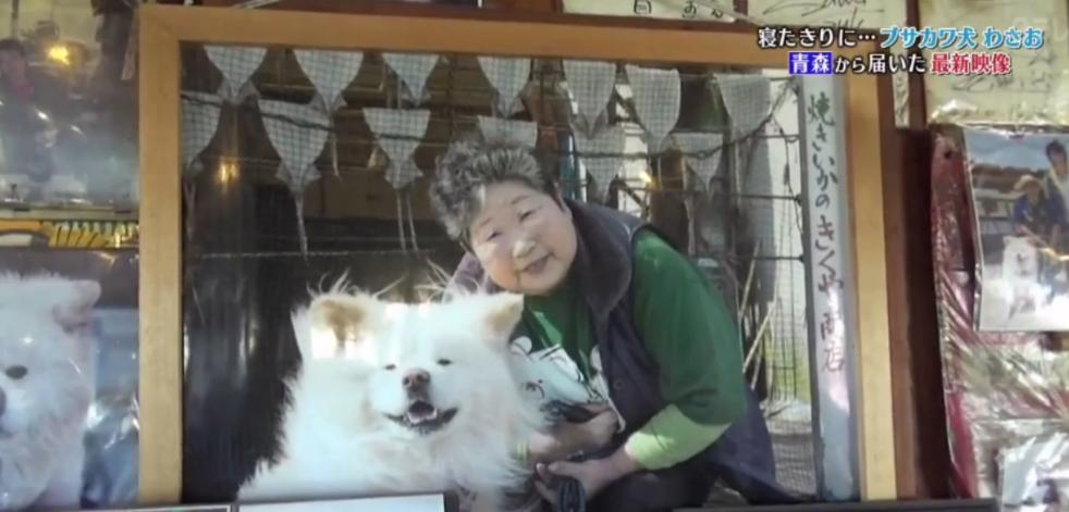 日本网红狗狗去世,日本狗死了