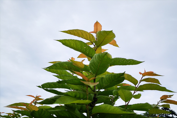 樱桃树缺铁施什么肥害,樱桃树缺铁怎么补救最好
