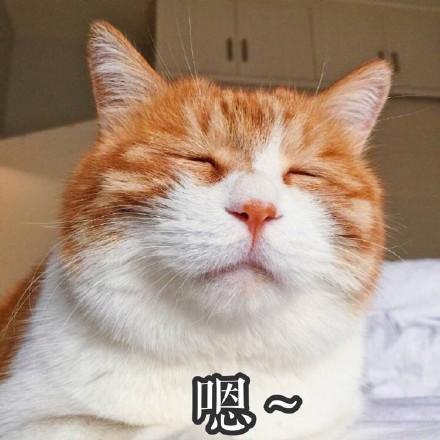 猫咪换了猫粮便便很臭,泪痕很重猫咪吃什么猫粮