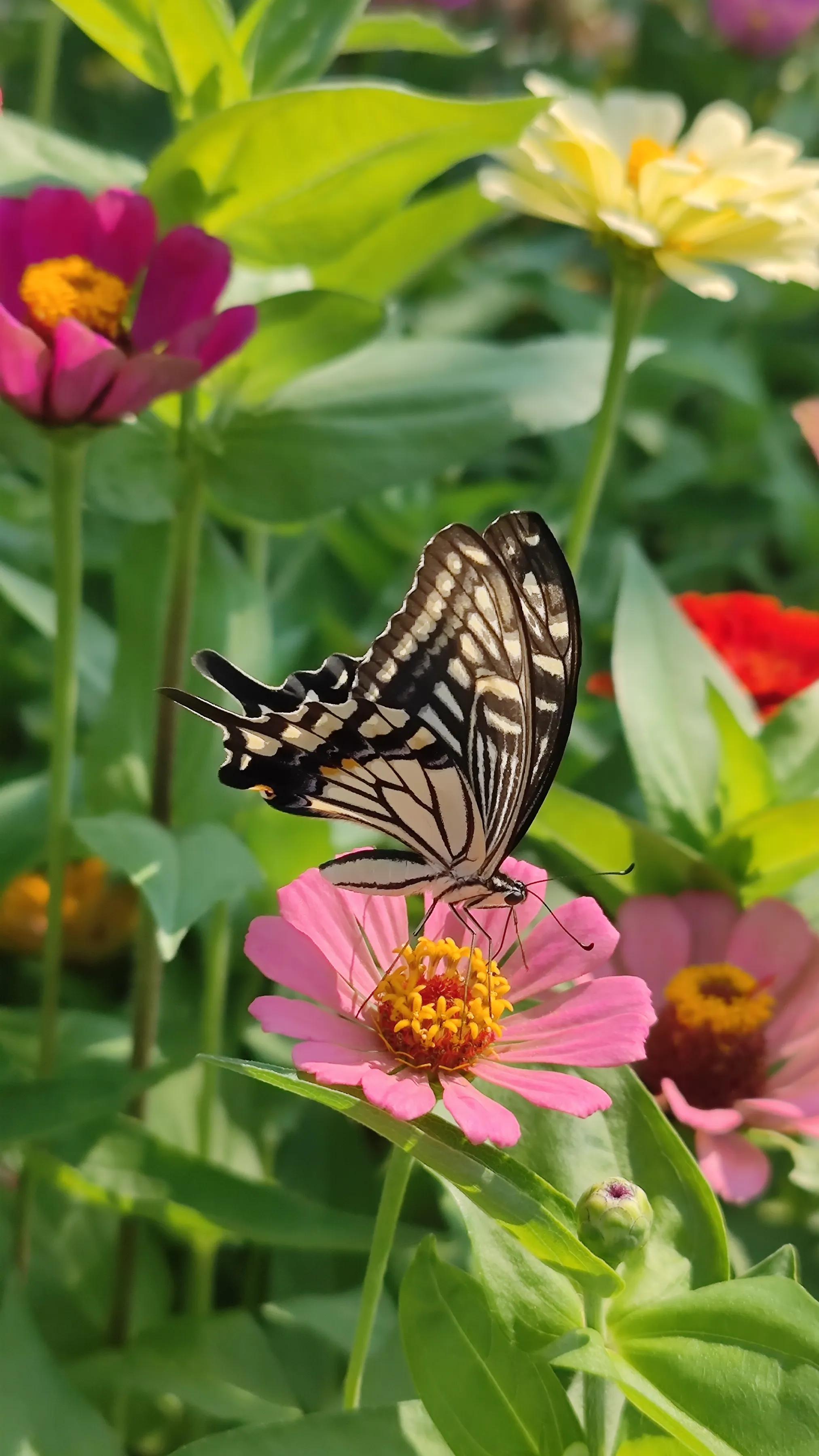 手机摄影手册圈友作品选第7期,手机摄影手册圈友作品选第6期