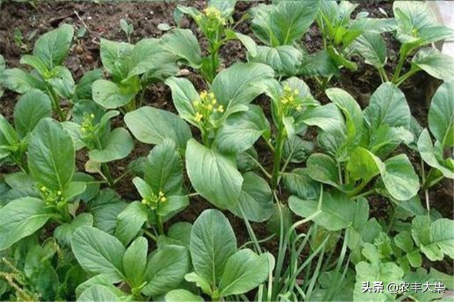 广西地区种哪种菜心比较高产,菜心高产栽培关键技术