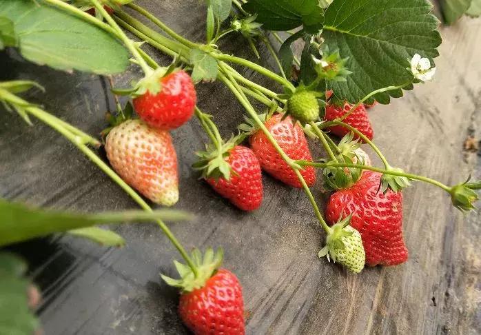 石家庄草莓采摘基地推荐,石家庄周边采摘园摘草莓