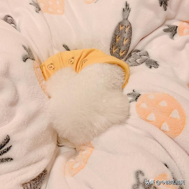 比熊犬爱叫该怎么办,比熊狗爱睡觉怎么回事