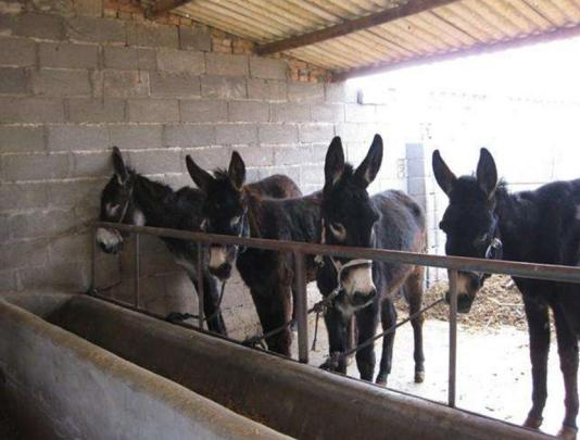 驴子怎么饲养,驴子的养殖技巧