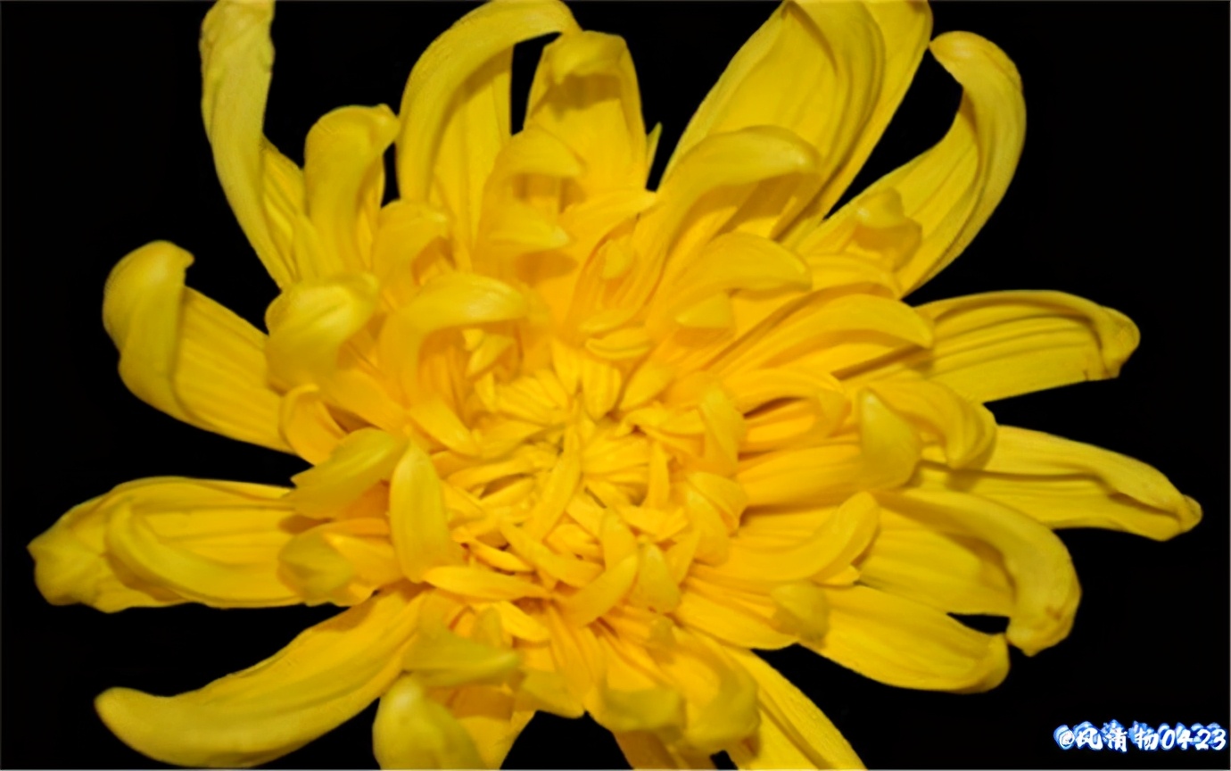 龙姓基因,龙基因斗鱼