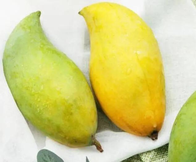 芒果品种西施芒,芒果品种四季蜜芒