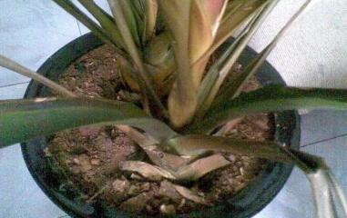 鸿运当头叶子发黄怎么治,鸿运当头叶子发黄干枯怎么修剪