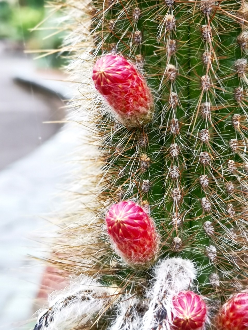 树形多肉仙人掌开花图片,仙人掌多肉植物品种大全图片