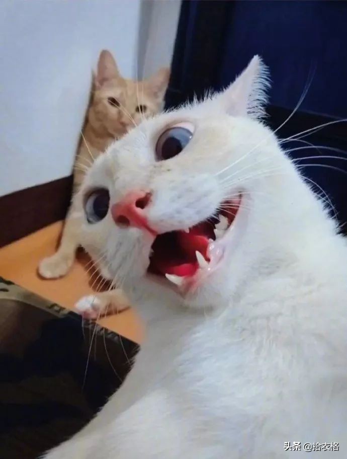 女生一定要穿安全裤吗,女生关于安全裤的重要性