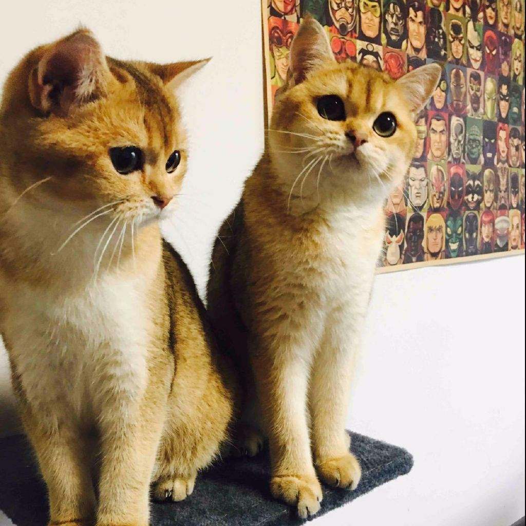 英短银点渐层和渐层的区别,英短渐层和美短渐层的区别