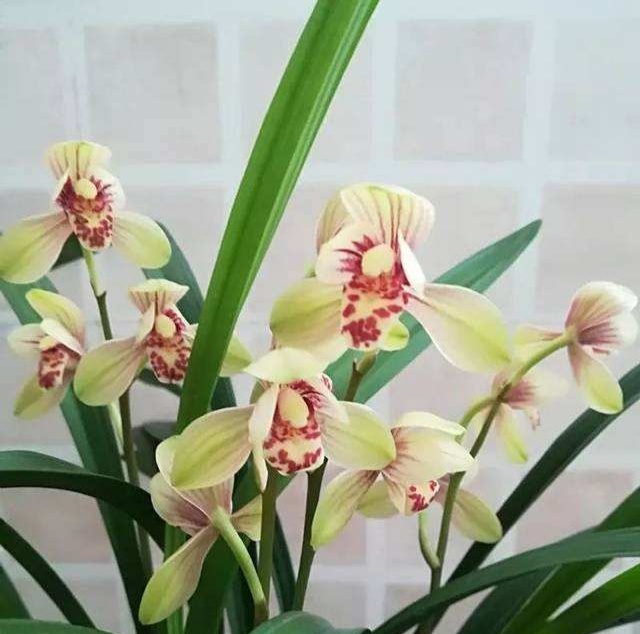 兰花花期是几月,蝴蝶兰花花期几月结束