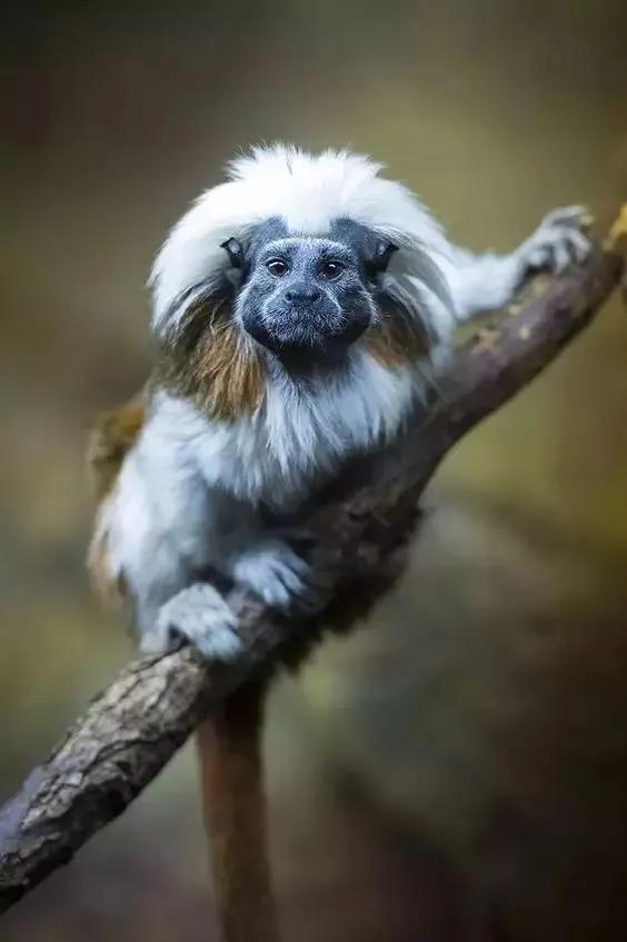 全世界总共有几种猴子,世界上最稀有的猴子是哪种猴子