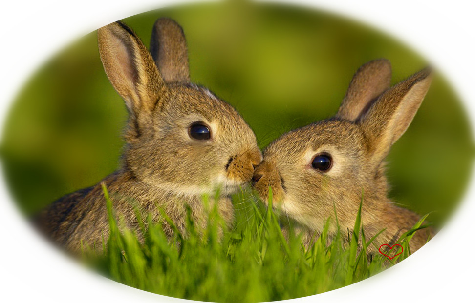 为什么有人说兔子不能喝水,兔子喝水吗需要给兔子喂水吗