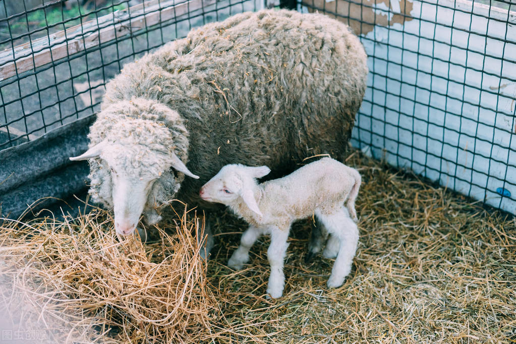 下羔母羊奶水少怎么办,母羊产前症状