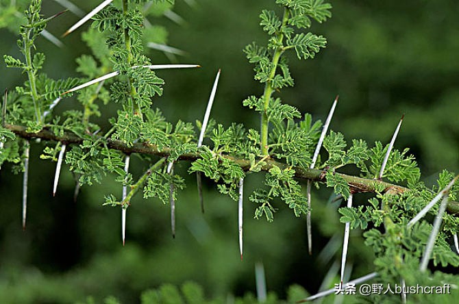 野外diy鱼钩,在野外制作鱼钩