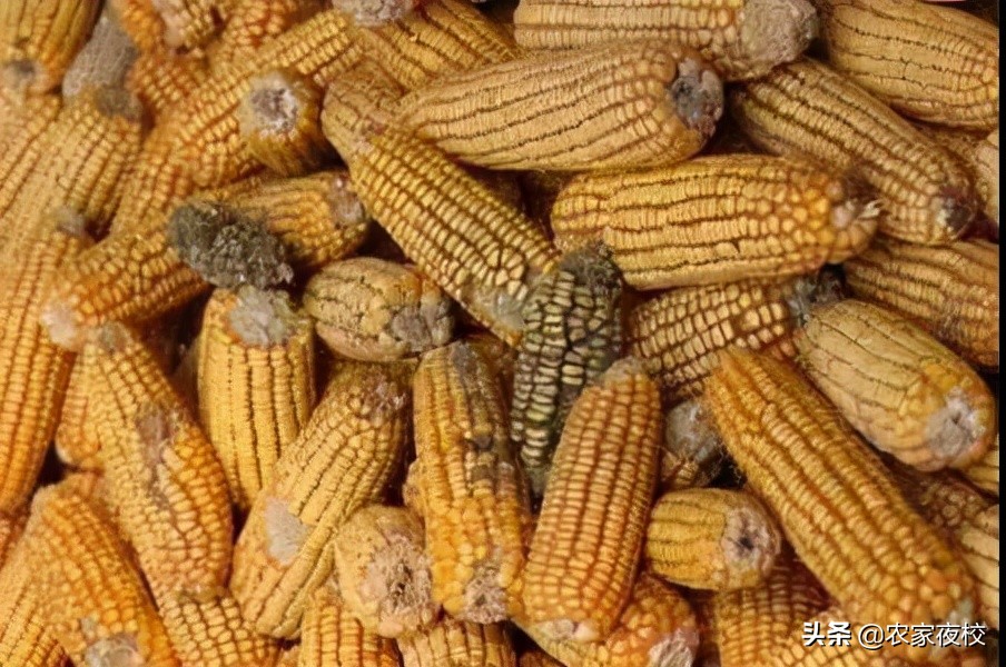 玉米收获期应该注意哪些问题,玉米成熟了遇到阴雨天怎样预防